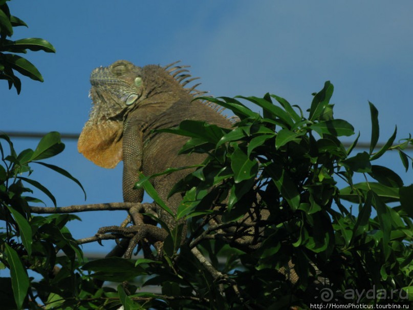 Алахуэла: василиски, игуаны и рояли