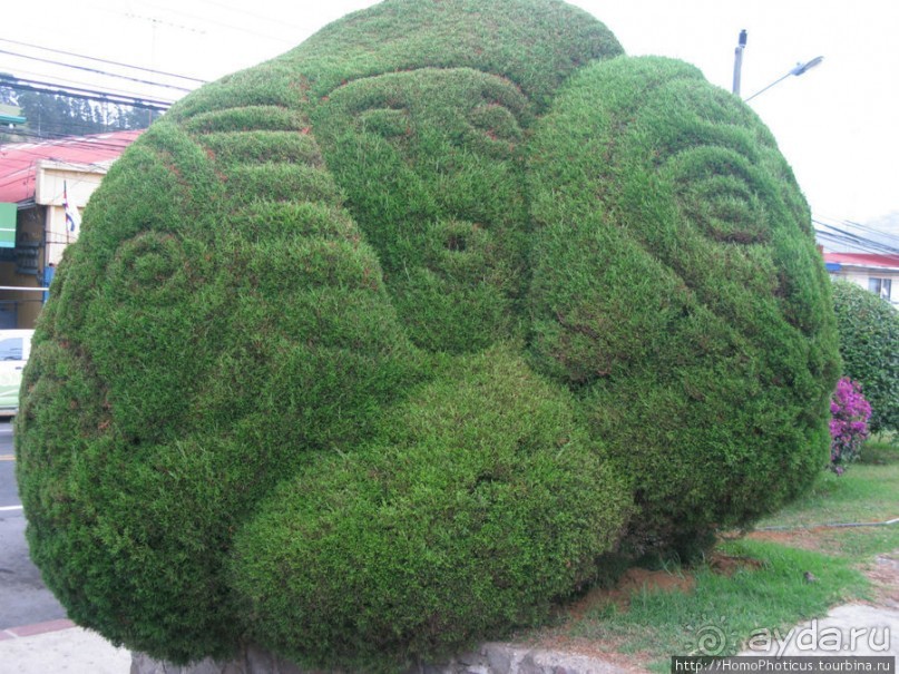 Алахуэла: василиски, игуаны и рояли