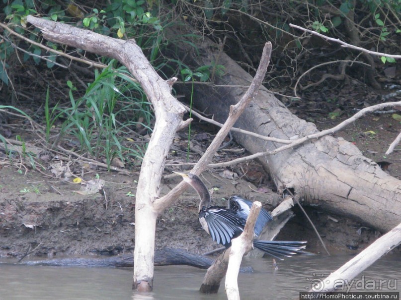 Алахуэла: василиски, игуаны и рояли