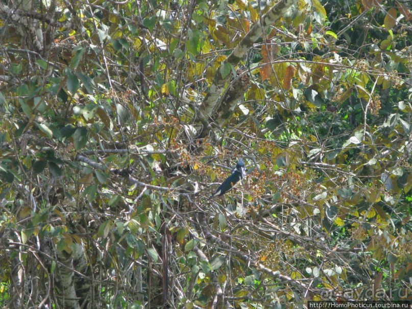 Алахуэла: василиски, игуаны и рояли