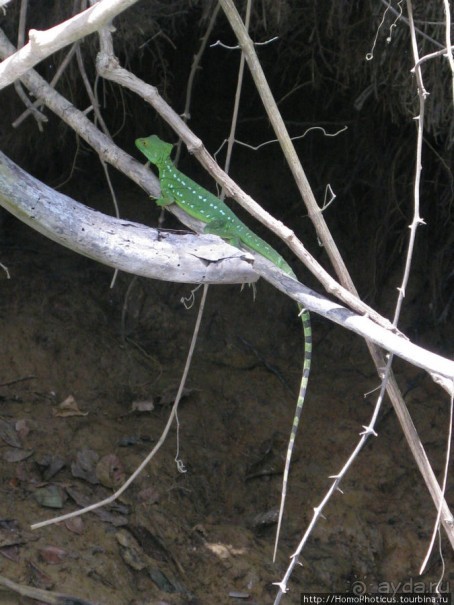 Алахуэла: василиски, игуаны и рояли