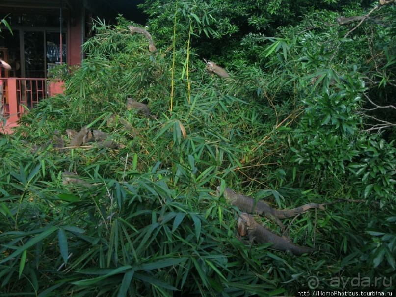 Алахуэла: василиски, игуаны и рояли