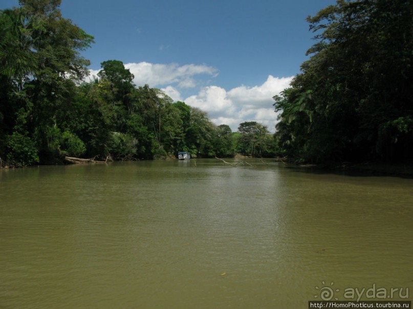 Алахуэла: василиски, игуаны и рояли