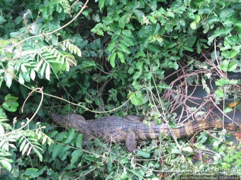 Алахуэла: василиски, игуаны и рояли