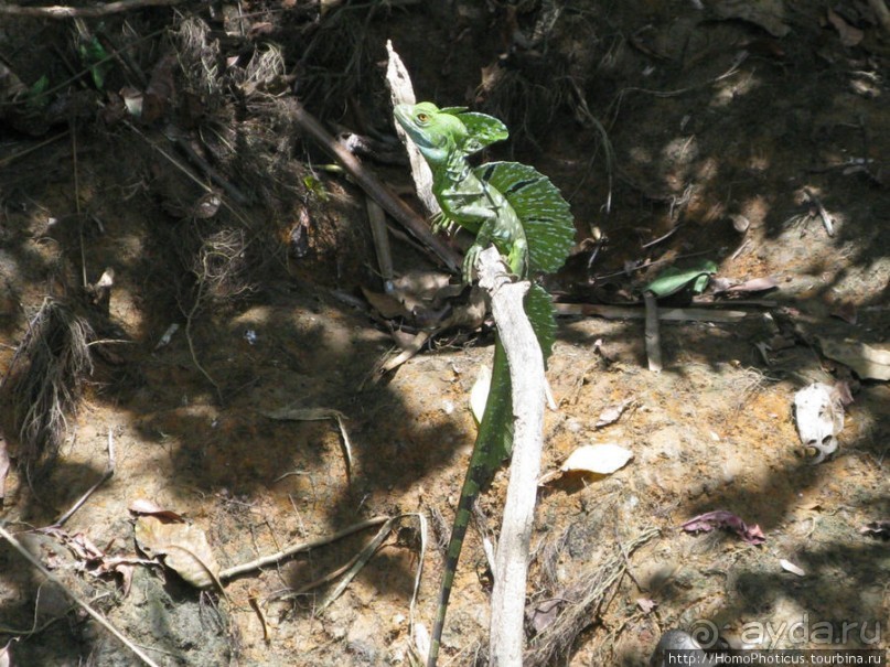 Алахуэла: василиски, игуаны и рояли