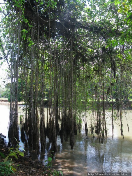 Алахуэла: василиски, игуаны и рояли