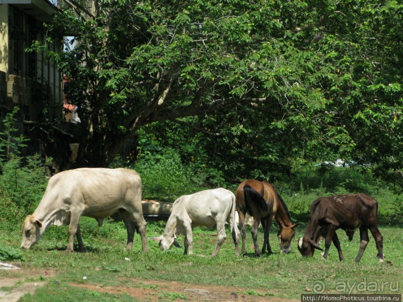 Алахуэла: василиски, игуаны и рояли