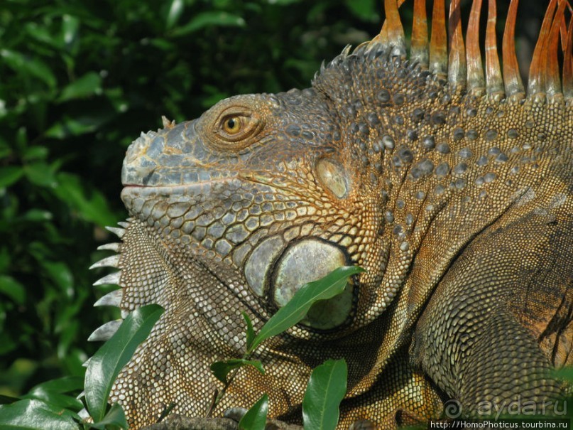 Алахуэла: василиски, игуаны и рояли