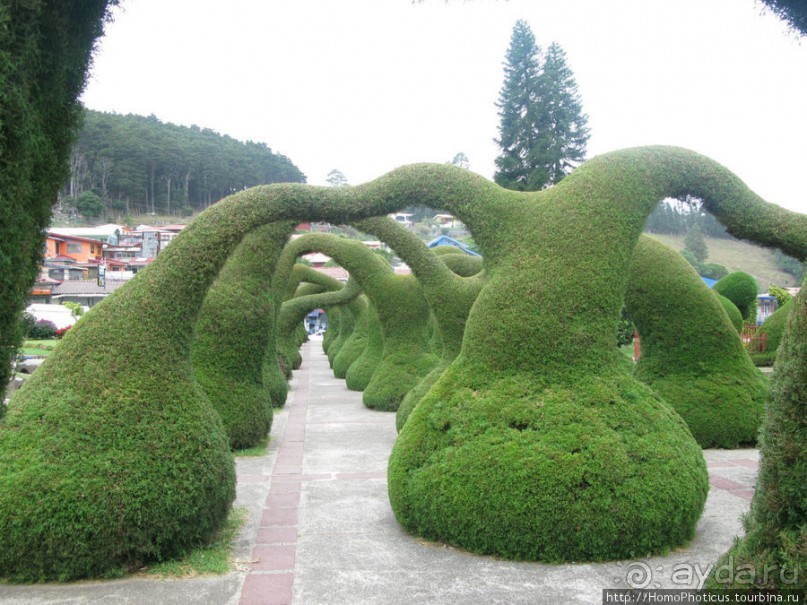 Алахуэла: василиски, игуаны и рояли