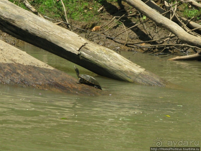 Алахуэла: василиски, игуаны и рояли
