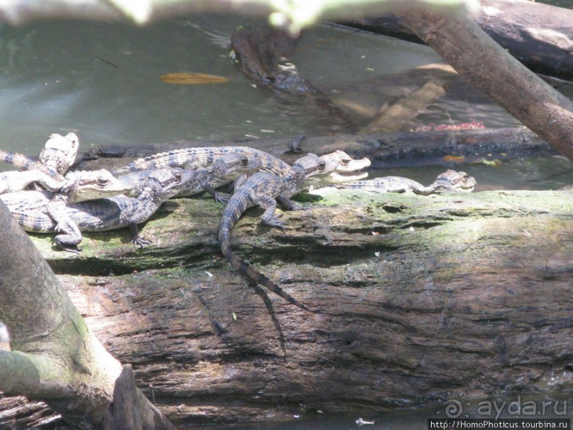 Алахуэла: василиски, игуаны и рояли