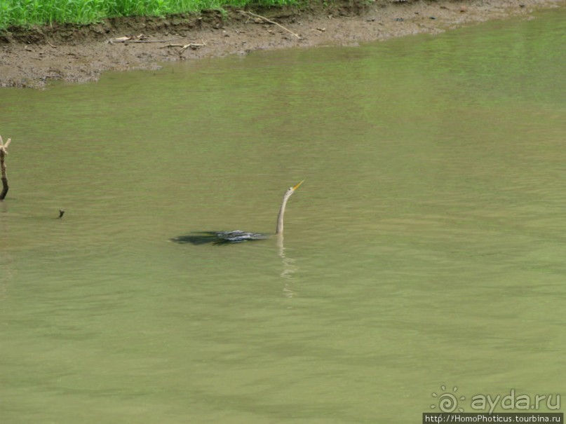 Алахуэла: василиски, игуаны и рояли