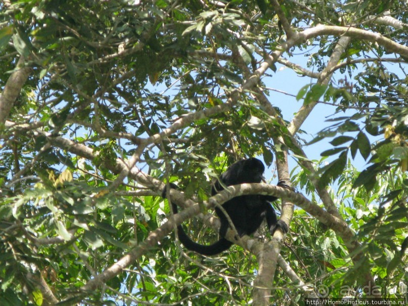 Алахуэла: василиски, игуаны и рояли