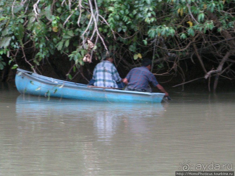 Алахуэла: василиски, игуаны и рояли
