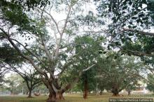 Сокровища Мьянмы. IV. Шанская жемчужина