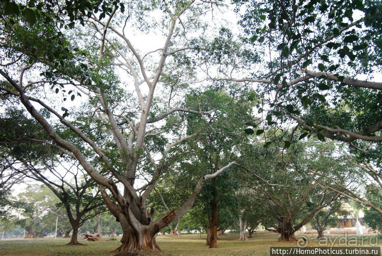 Сокровища Мьянмы. IV. Шанская жемчужина