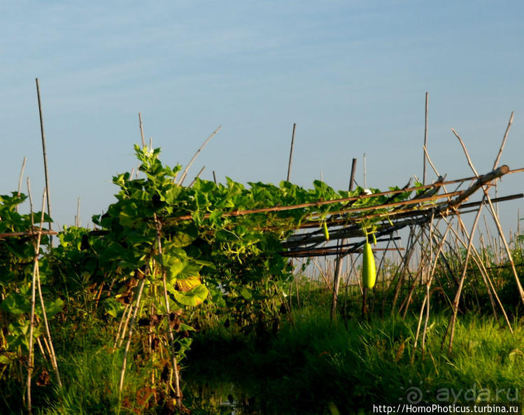 Сокровища Мьянмы. IV. Шанская жемчужина