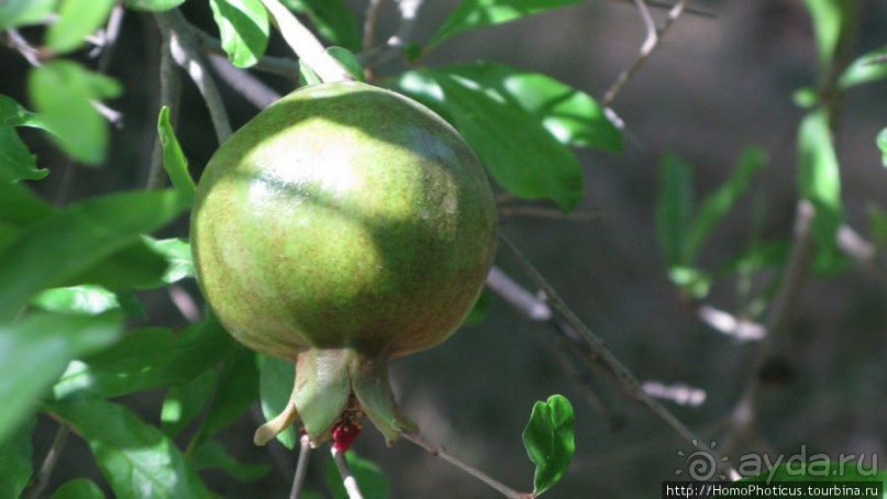 Умножение хлебов и пожилой Спаситель