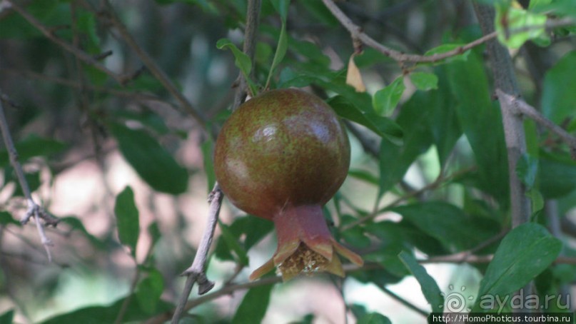 Умножение хлебов и пожилой Спаситель