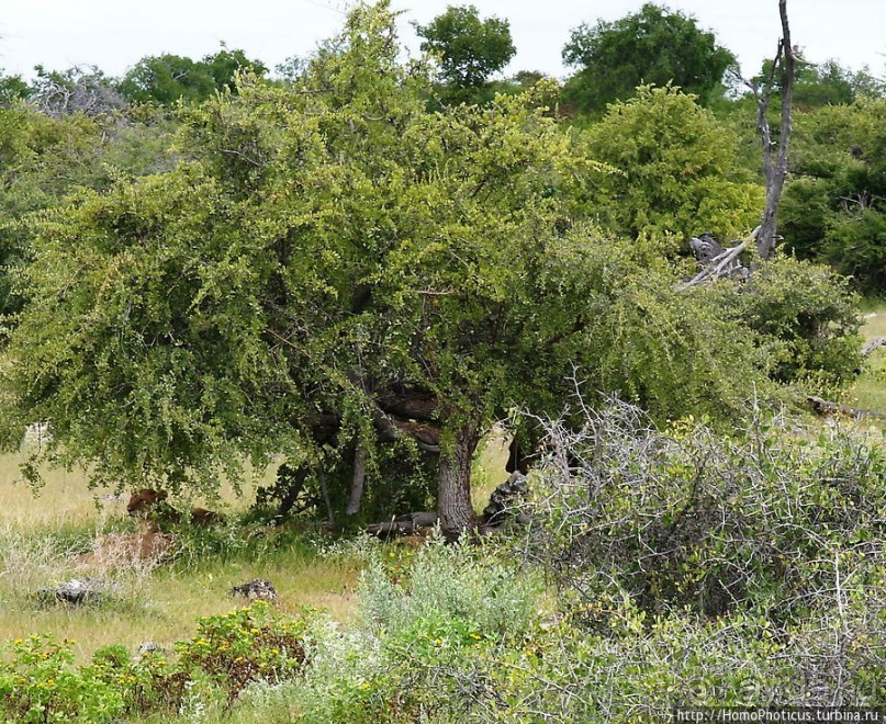 Большое белое место. Восток