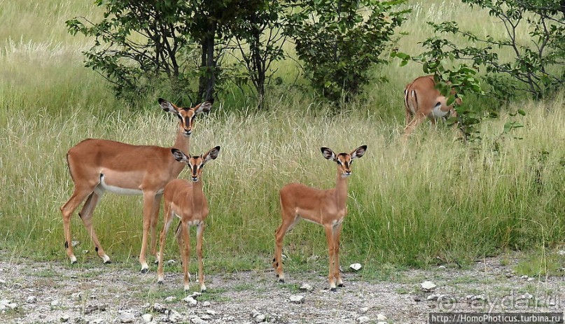 Большое белое место. Восток