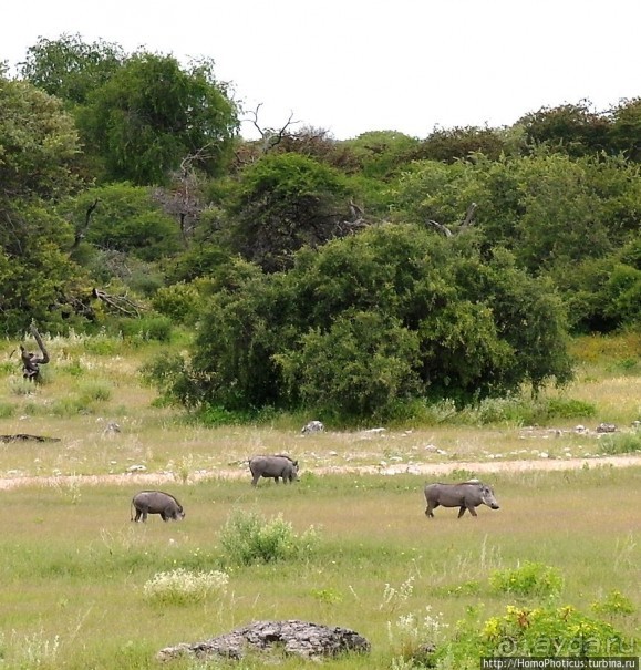 Большое белое место. Восток