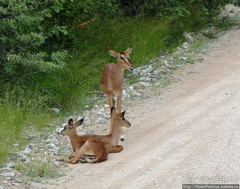Большое белое место. Восток