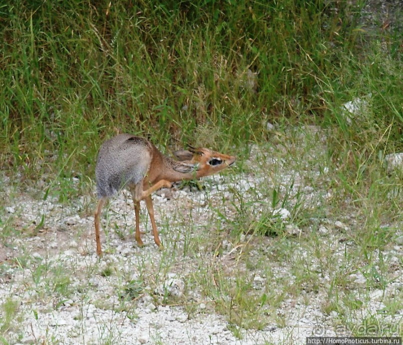 Большое белое место. Восток
