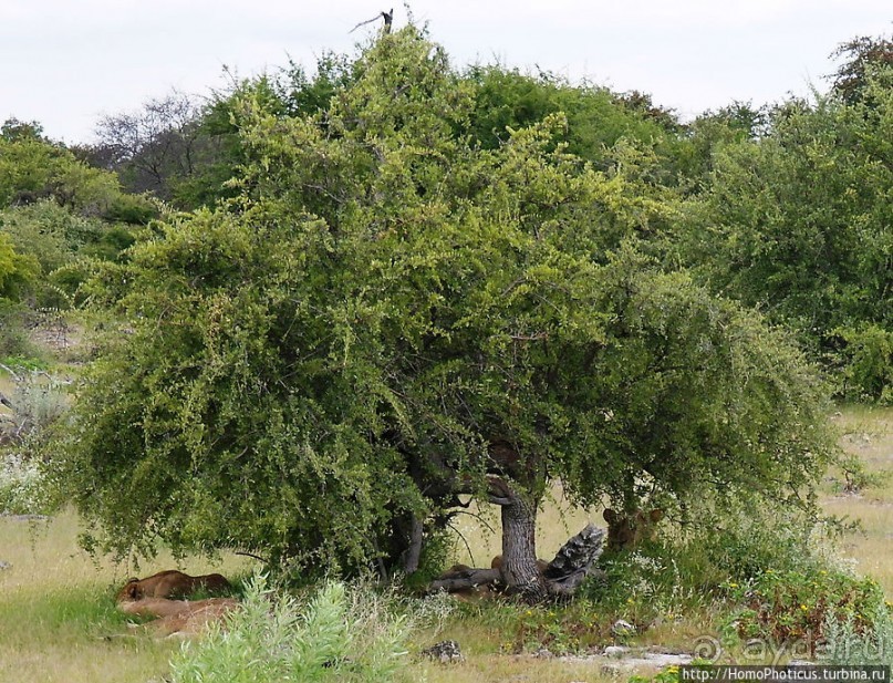Большое белое место. Восток