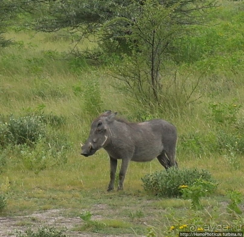Большое белое место. Восток
