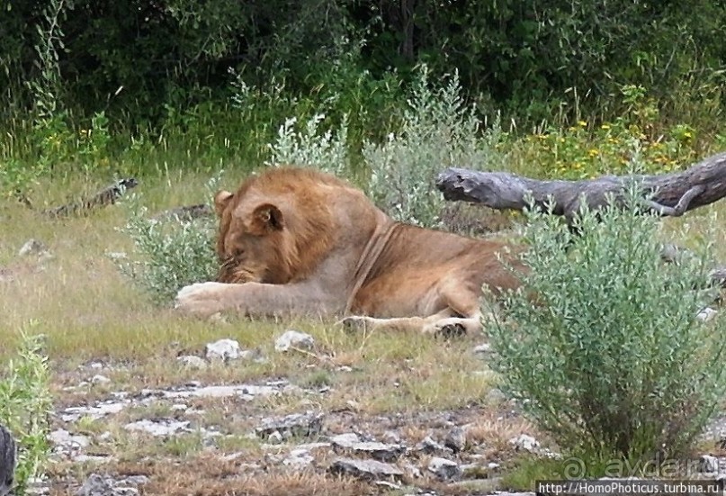Большое белое место. Восток