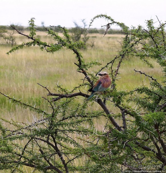 Большое белое место. Восток