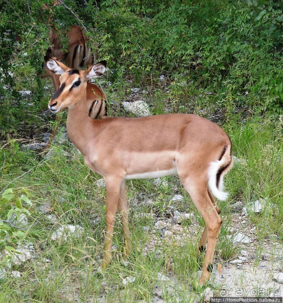 Большое белое место. Восток
