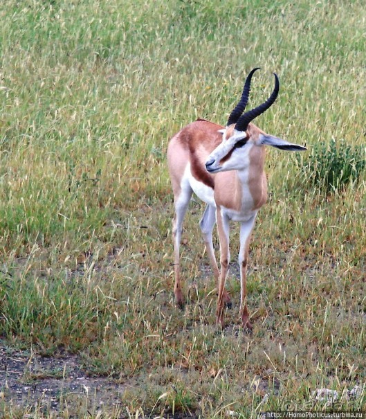 Большое белое место. Восток