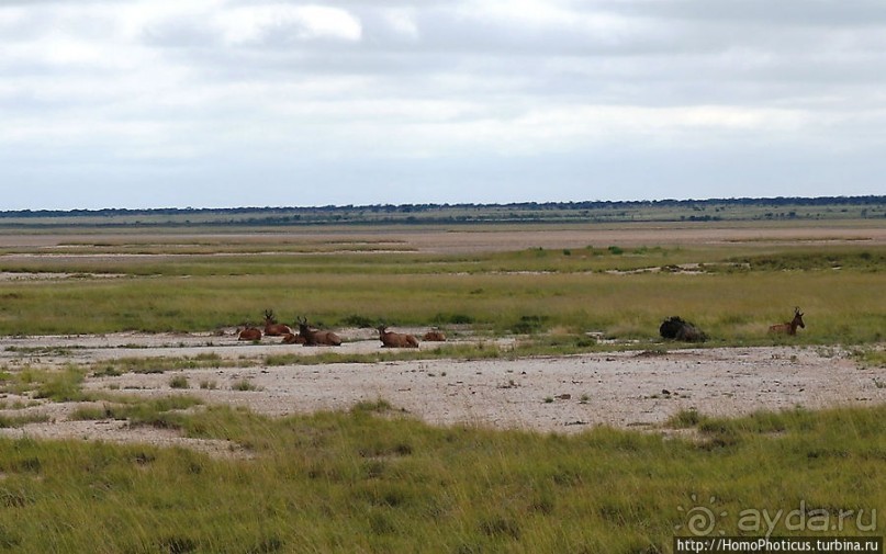 Большое белое место. Восток