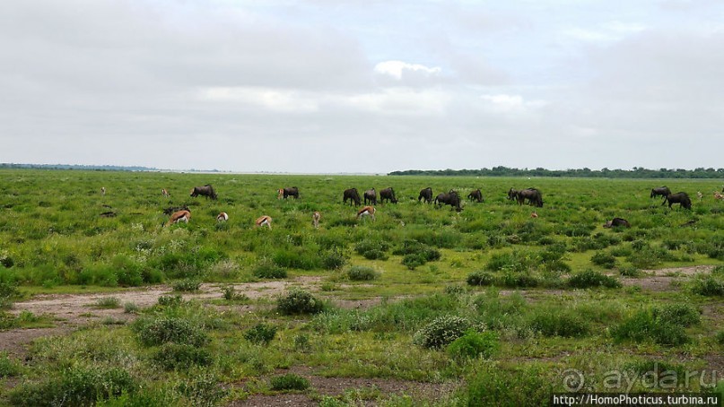 Большое белое место. Восток