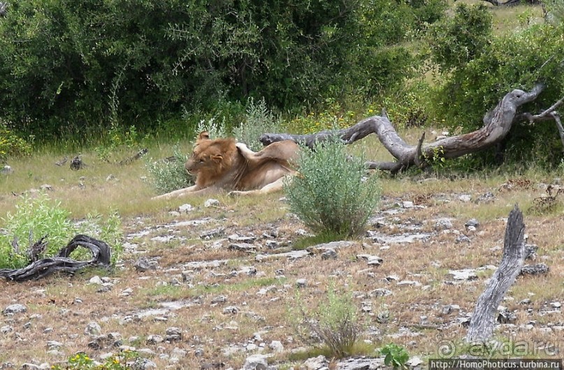 Большое белое место. Восток