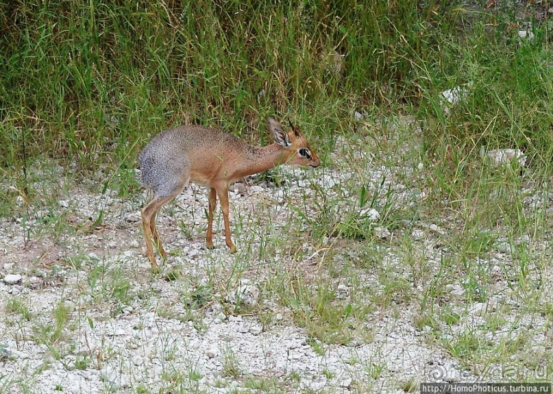 Большое белое место. Восток