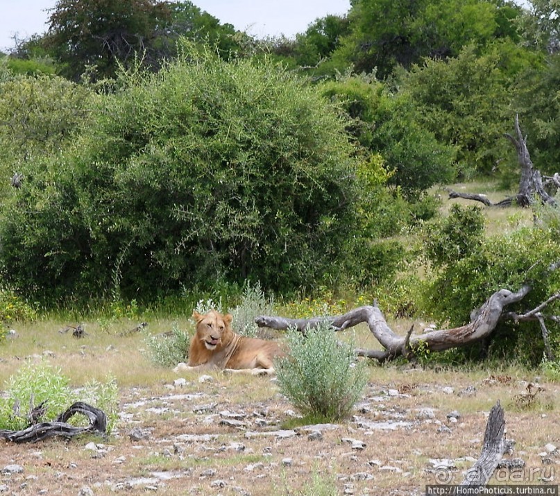 Большое белое место. Восток