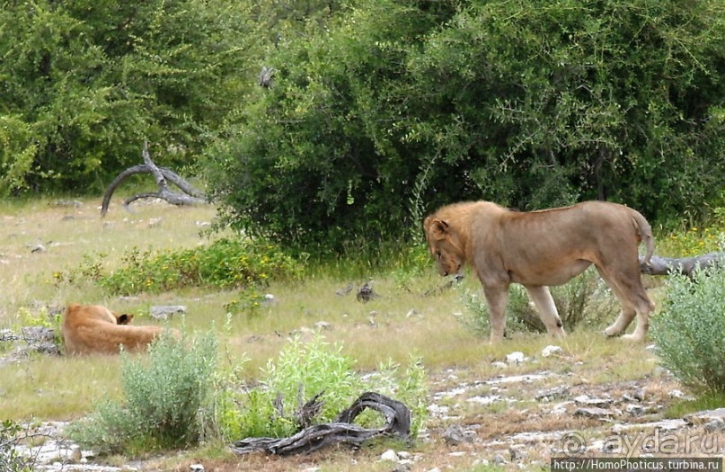 Большое белое место. Восток