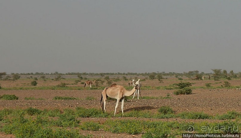 Ворота в пески