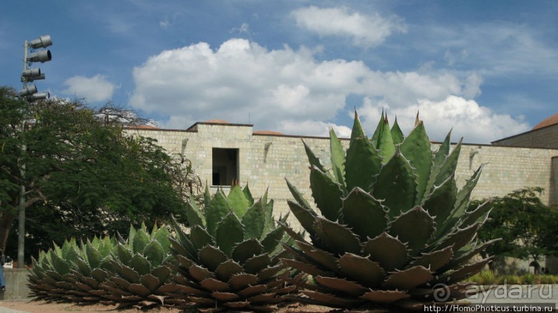 Место, где растет уахе возле святого холма