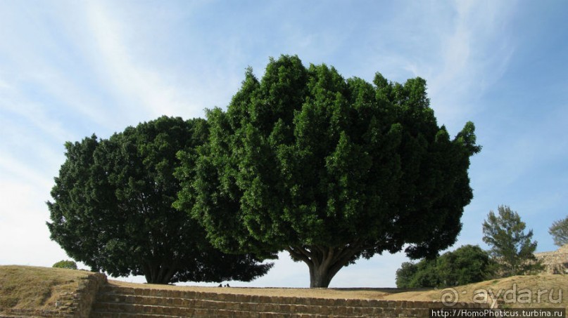 Место, где растет уахе возле святого холма