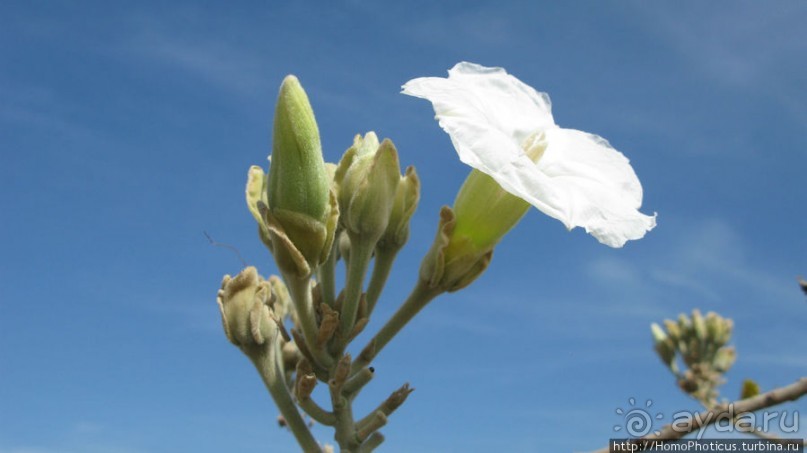 Место, где растет уахе возле святого холма