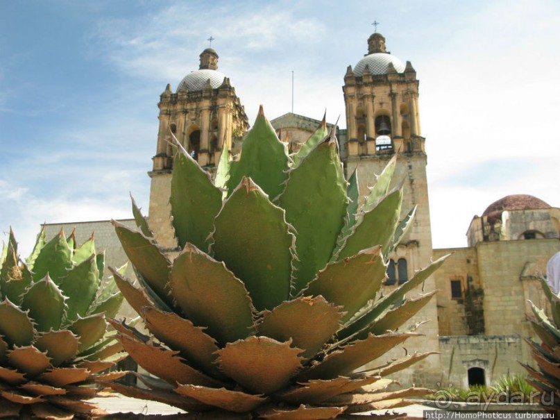 Место, где растет уахе возле святого холма