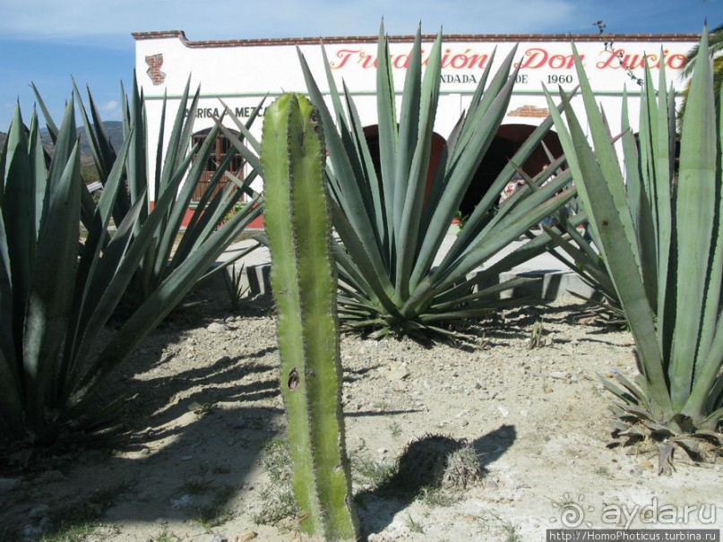Место, где растет уахе возле святого холма