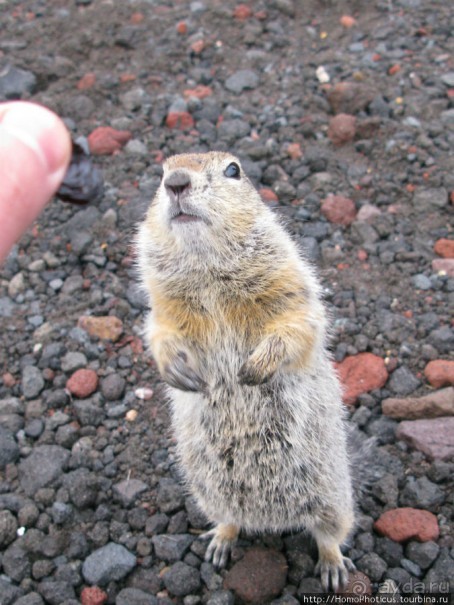 Другой мир. Мутновский, Горелый, Авачинский
