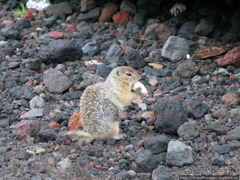 Другой мир. Мутновский, Горелый, Авачинский