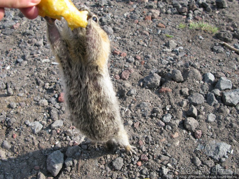 Другой мир. Мутновский, Горелый, Авачинский