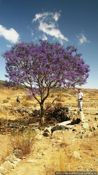 Альбом отзыва "Зеленый пояс Эритреи"